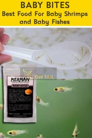 baby bites for baby fishes food