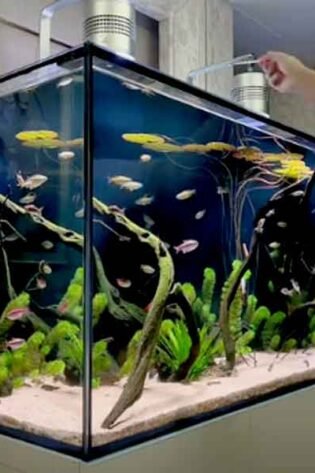 Person feeding fish in large aquarium tank