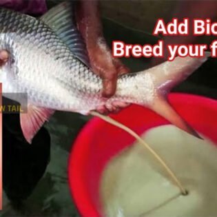 biogen for fish breeding purpose