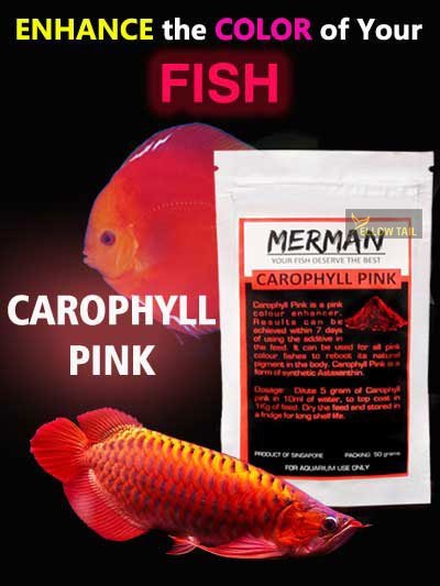 carophyll pink