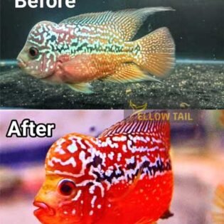 before and after result of carophyll pink