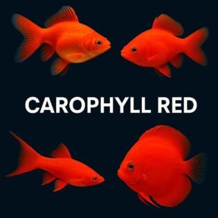 Carophyll Red color enhancer showing vibrant red aquarium fish for natural colour enhancement