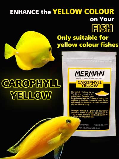 Carophyll Yellow