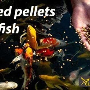 feed fish food pellets to the aquarium fishes