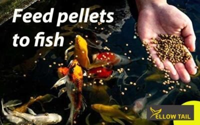 feed fish food pellets to the aquarium fishes