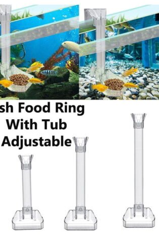 fish food ring with dish and dub