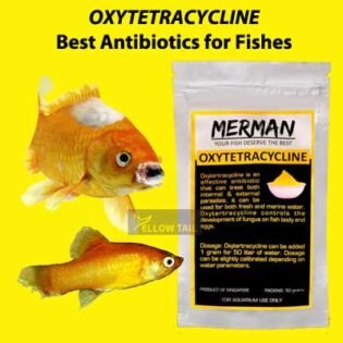 oxytetracycline to treat infection and antibiotic for aquarium fish