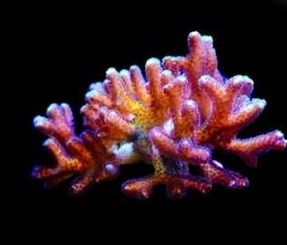 special salt for sps coral reef salt water aquarium