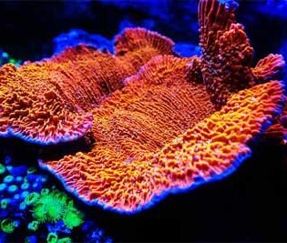 sps coral plate reef salt for marine aquarium