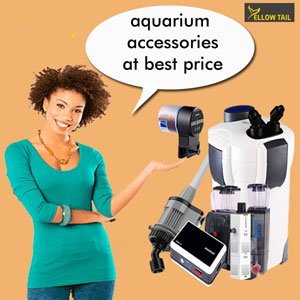 aquarium accessories in yellow tail