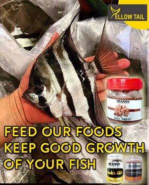 aquarium fish food near me