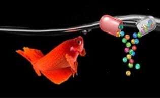 Fish Food Supplement