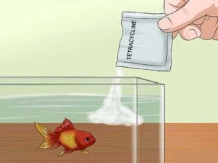 Fish Treatment