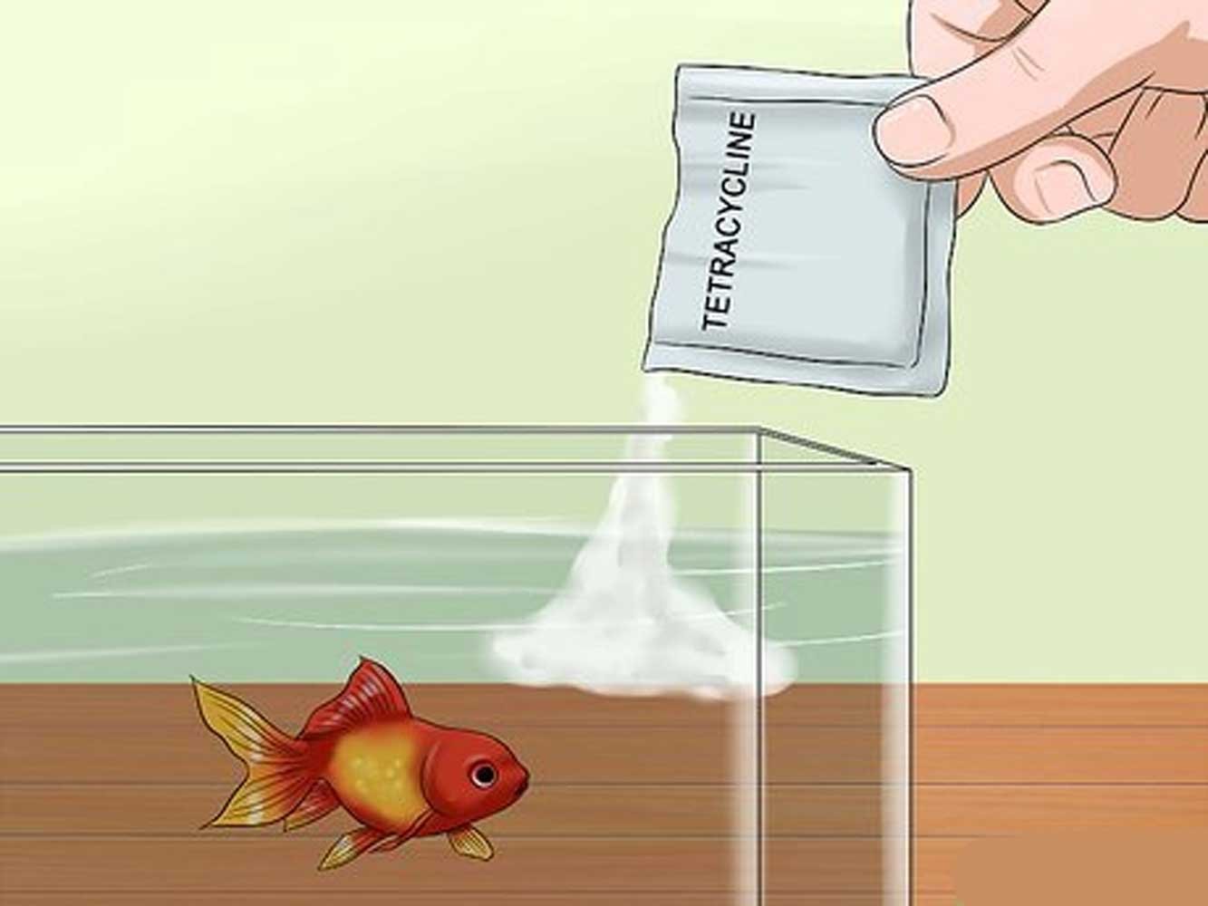 Fish Treatment