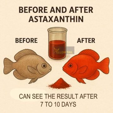 before and after fish color enhancement using astaxanthin supplement