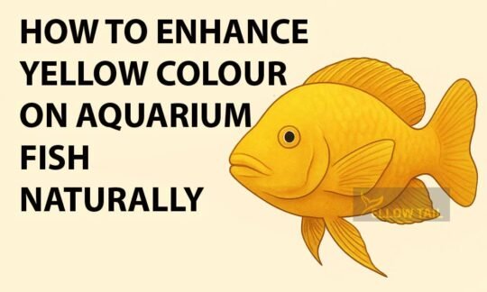 how to enhance yellow color on aquarium fish naturally