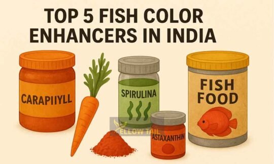 fish color enhancer options for aquarium fish in india