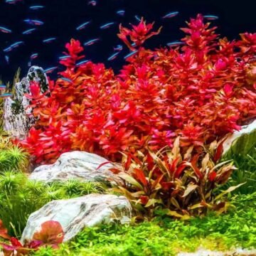 Neo Helios XP450 LED aquarium light for red aquatic plants