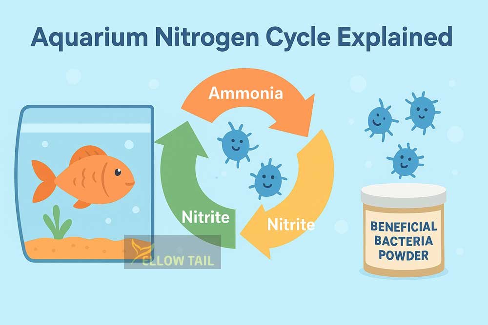The Role of Beneficial Bacteria in the Aquarium Nitrogen Cycle: A Complete Guide