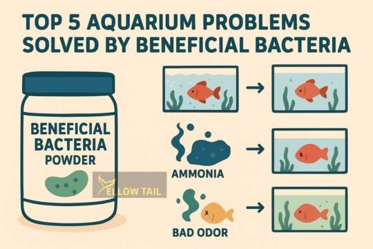 top 5 aquarium problems solved by beneficial bacteria powder