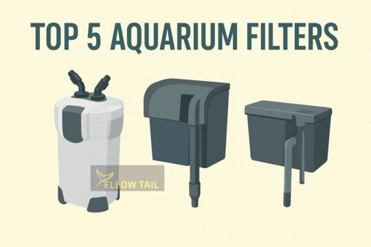 aquarium filter maintenance tips for clean fish tank in india