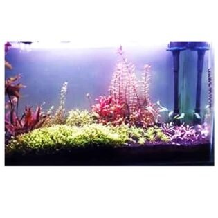 neo helios s3 plus 13w full spectrum led light rays in planted aquarium