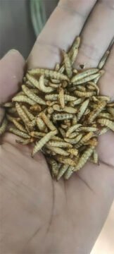 Dried Baked Larvae Fish Food for Arowana in India